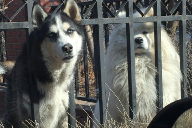 婴儿被狗撞成十级伤残 狗主人不履行判决被拘留