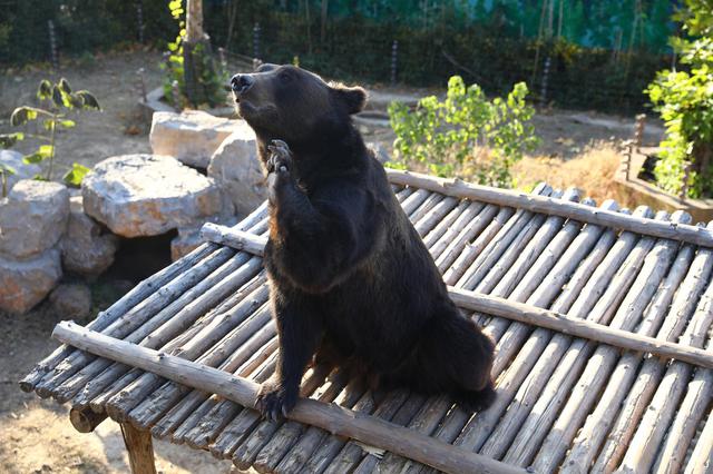 男子被黑熊咬掉半边脸:左眼球脱落全身数十处伤口