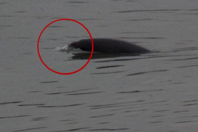 疑似白鳍豚现身南京夹江 被宣布功能性灭绝近11年