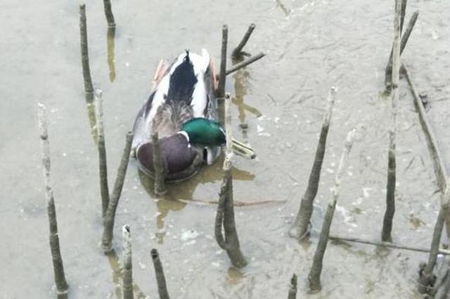 江苏26只候鸟疑似被毒杀？警方：正鉴定死因