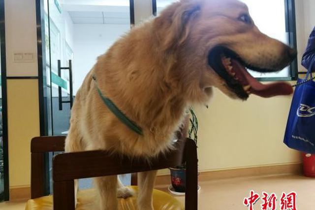 “熊狗子”难辨主人 苏州法院请专家“体检”验真身