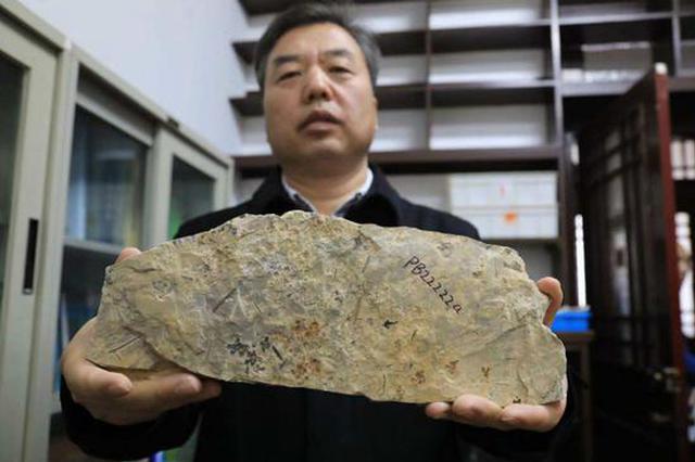 “最古老的花”在南京被发现，芳龄1.74亿岁