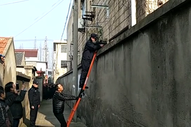 疯牛马路上横冲直撞顶翻电动车，特警果断击毙