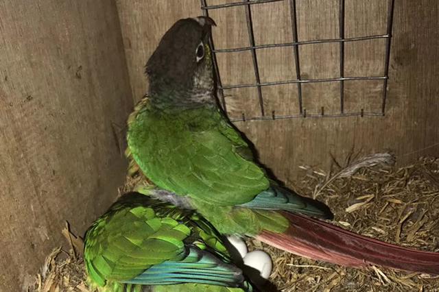 花鸟店老板收购8只鹦鹉4只鹩哥获刑两年，不服将上诉