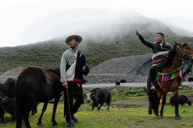 牦牛走进南京展示高原文化 西藏牦牛文化江宁展出三个月