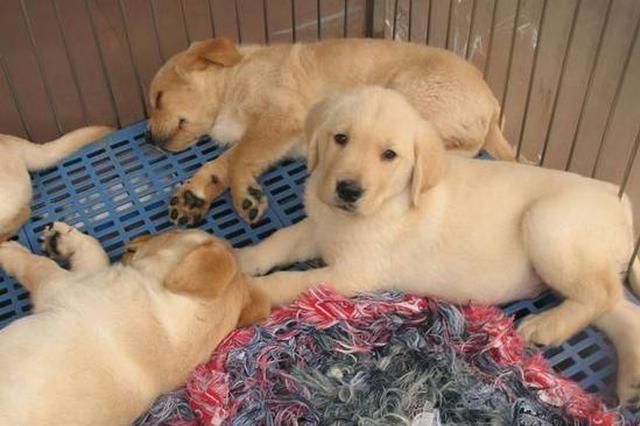 苏州个人禁养大型犬、烈性犬 这些犬种在列