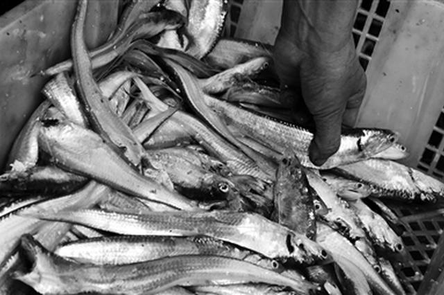 别了“长江第一鲜” 长江刀鱼今年起全面禁捕