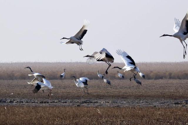 冲关申遗 盐城营造湿地生态新样本