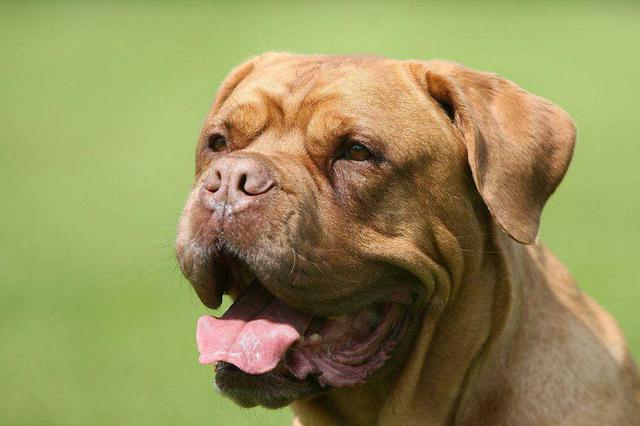 楼道养狗伤人还让人“后果自负” 法院：伤人就该赔