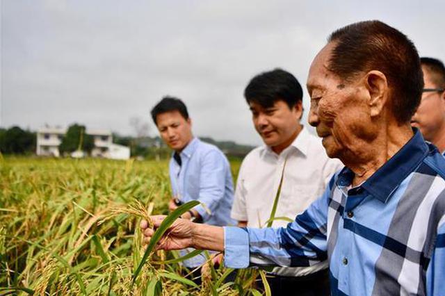 华为辟谣：与袁隆平公司合作种植水稻系谣言