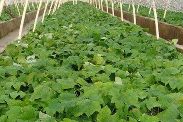 瓜蒌种植亏损连连 江苏苏北地区跟风盲目推广