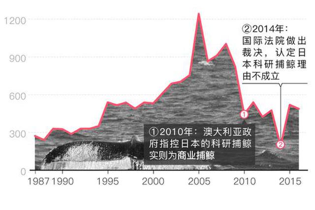 日本重启商业捕鲸 仅仅是为了让国民享用鲸鱼肉？