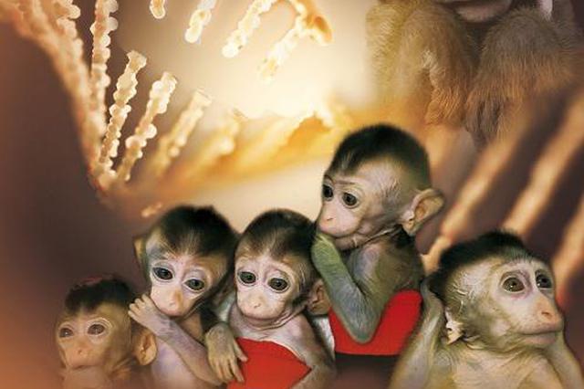 新突破！世界首例生物节律紊乱体细胞克隆猴模型诞生