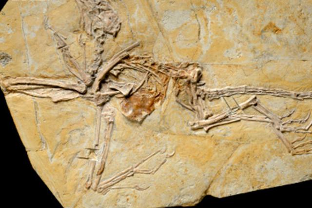 中国科学家发现侏罗纪时期带羽毛恐龙飞行新证据