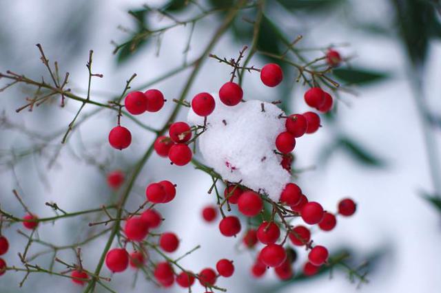 雪来啦！江苏多地今天阴有中雨转雨夹雪或雪