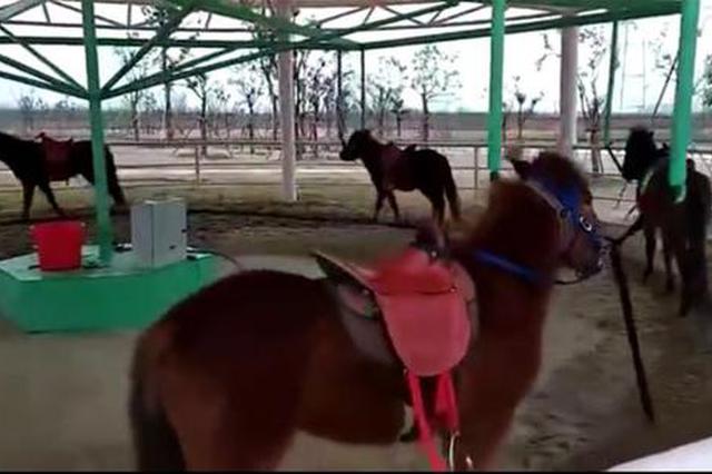 江苏一野生动物园现付费“旋转活马” 园方：针对小朋友