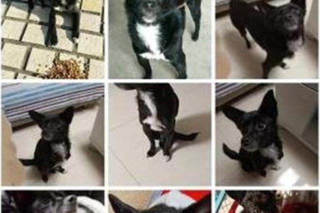 买100斤猫粮做年货 这个年她和流浪猫狗一起过