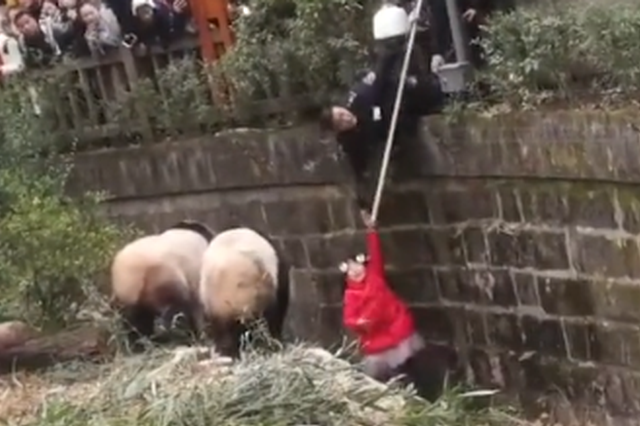 女童掉入熊猫活动区获救 身体无大碍熊猫也未受惊吓