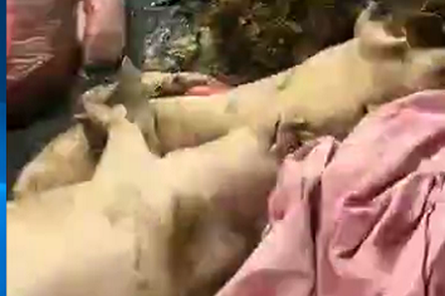 江苏连云港一河沟现大量死猪 官方:成立应急处置组