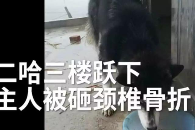 见主人回家太兴奋 60斤二哈从楼上跳下砸晕主人