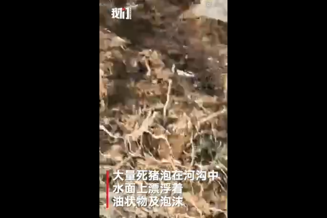 连云港灌云县一河沟现大量死猪 官方：排除非洲猪瘟