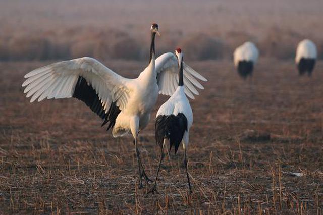 有人发视频炫耀私养丹顶鹤？为防飞走还剪掉其飞羽