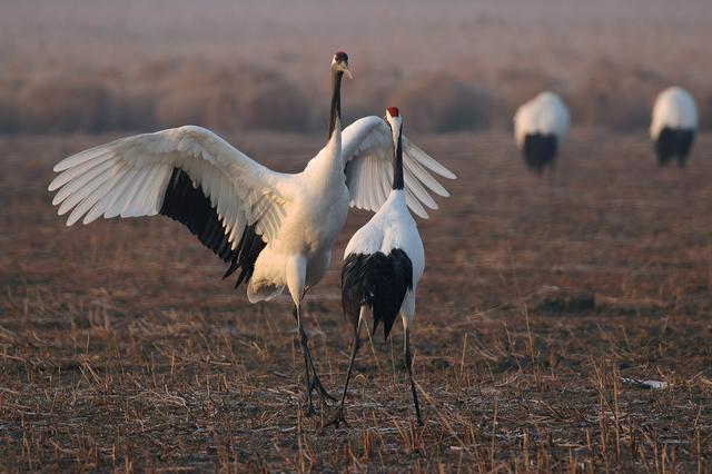 什么人？养丹顶鹤还剪掉飞羽发视频炫耀？