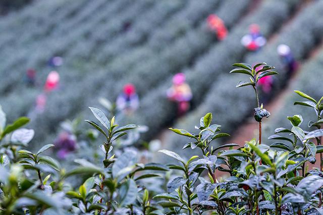 三大不利天气影响采茶 南京雨花茶头茶可能迟到