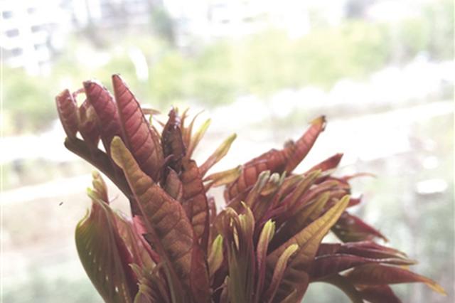 就是有点贵 南京菜场里香椿头按两卖