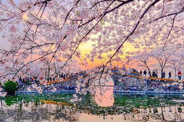无锡樱花预报地图出炉 3月下旬正常赴约