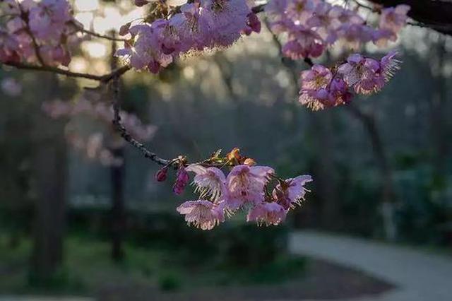 刚刚！南京入春啦！比往年早了15天