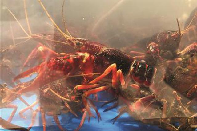 南京小龙虾悄然上市 超市每斤售价68元
