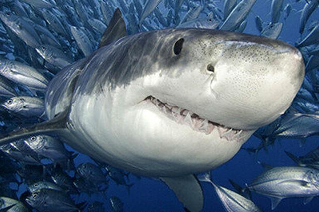 南京长江惊现鲨鱼？专家辟谣：这是一条鲟鱼