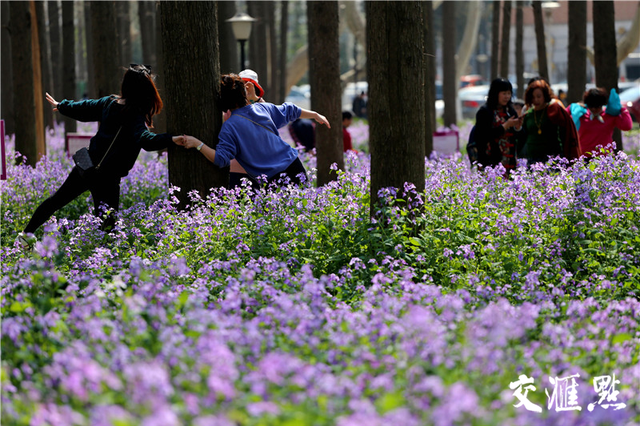 南理工网红二月兰要靠混血保持美丽 下周进入盛花期