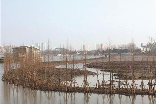 玄武湖太平门段建设生态湿地岛 湿地对水体生态修复很有效