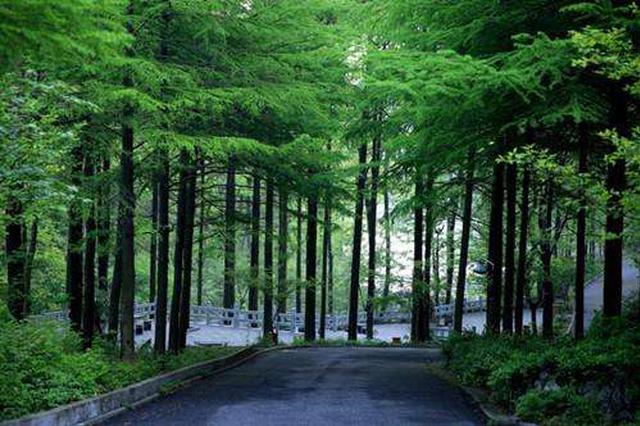 今年江苏长江两岸将率先建立推行“林长制”