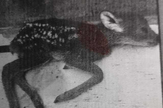 还在喝奶它们就被杀了 只因体内有贪婪者要的“宝”