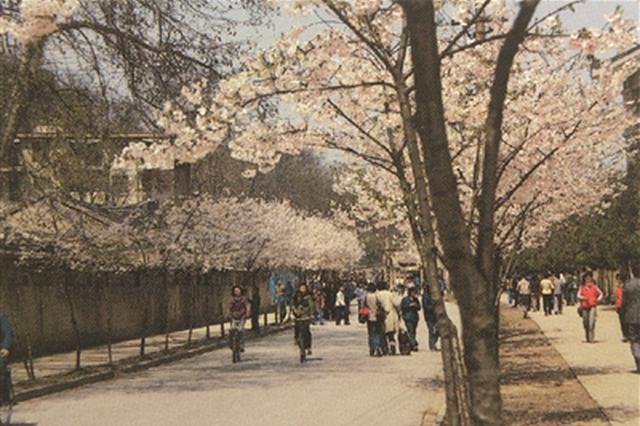 都去鸡鸣寺路“樱花大道”打卡 你知道它的来历吗？