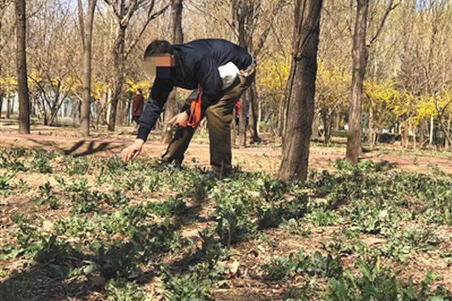 “挖野菜大军”涌入公园 媒体：别当自家“菜园”