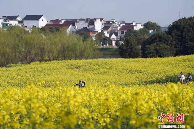 江苏各地纷纷举办花节庆 吸引万千游客踏花行