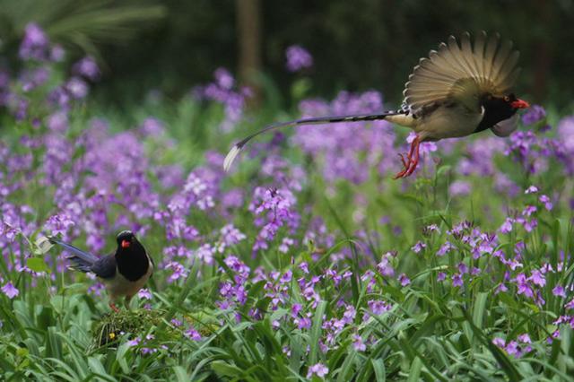 南京幕府山上二月兰引来蜂鸟？专家称是蜂蛾