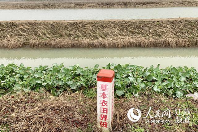 溧阳基本农田里的怪现状：“上”茶山 “下”虾塘