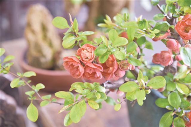 明天气温重返2字头 春如四季回归正经春天