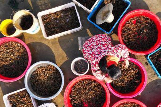 男子花几万块买小龙虾放生：龙虾给我托梦了