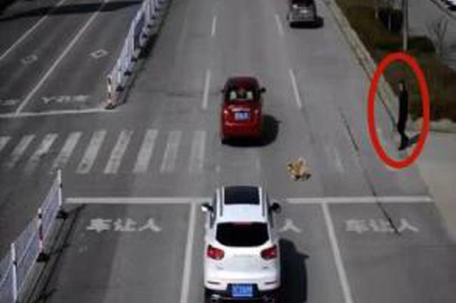 斑马线不停车让狗被罚款扣分？徐州交警辟谣