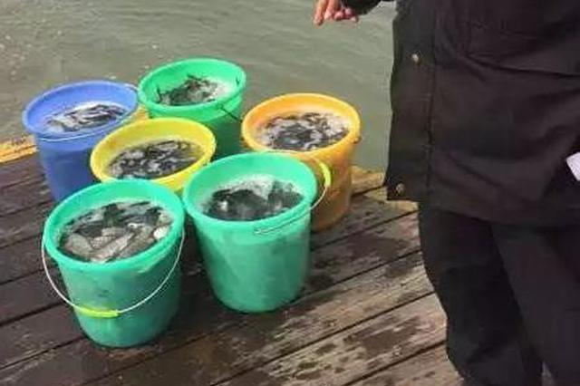 游客放生致南京玄武湖出现大量死鱼