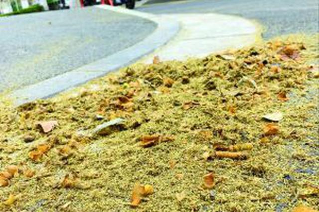 南京飘絮预报即日起发布 可在手机上看预报后绕道走