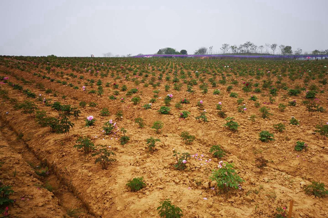 高淳一景点八万株牡丹“花海”名不副实 游客投诉被忽悠