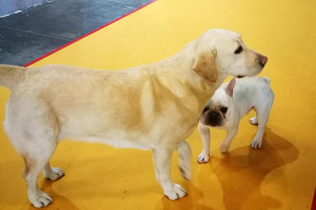 狗狗一次调皮破费2万 为爱买单创造宠物医疗大商机