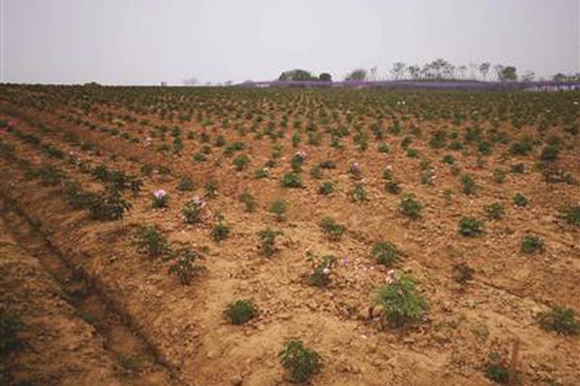 高淳一生态园牡丹“花海”名不副实 游客投诉被忽悠